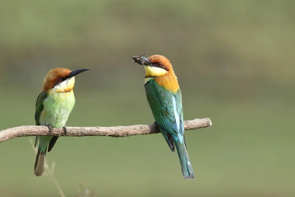 Каштаноголовый пчелоед, (merops leschenaulti ) — стоковое фото