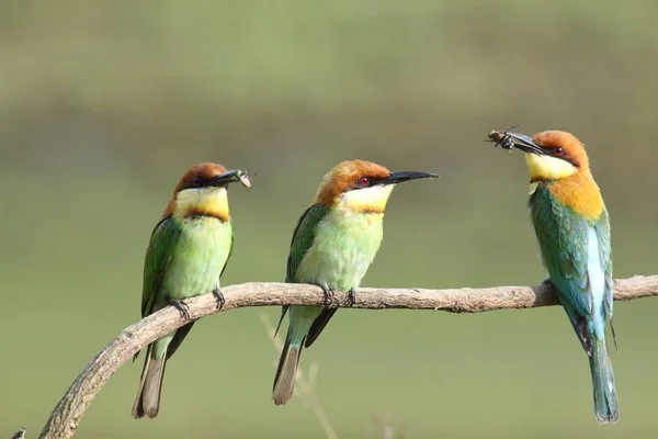 Каштаноголовый пчелоед, (merops leschenaulti ) — стоковое фото