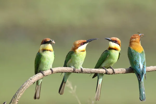 Каштаноголовый пчелоед, (merops leschenaulti ) — стоковое фото