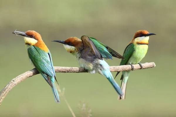 Каштаноголовый пчелоед, (merops leschenaulti ) — стоковое фото