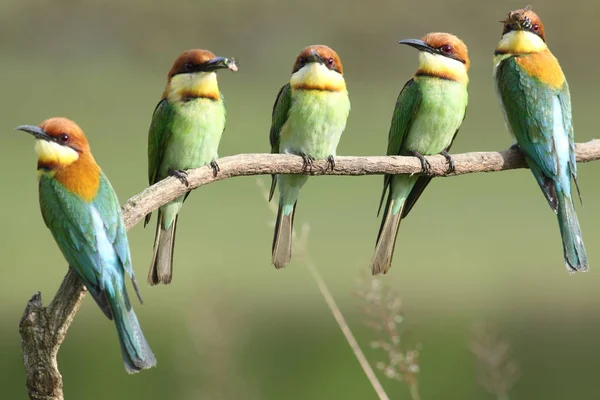 Каштаноголовый пчелоед, (merops leschenaulti ) — стоковое фото