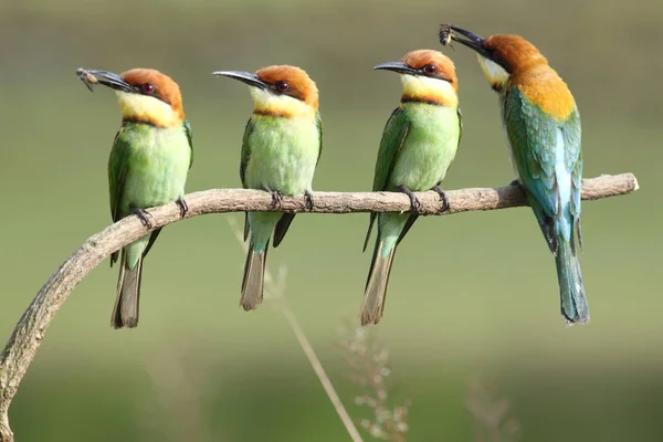 Comedor de abelhas de cabeça de castanha, (merops leschenaulti ) — Fotografia de Stock