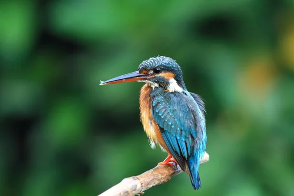 Genel Kingfisher (Alcedo at this) 