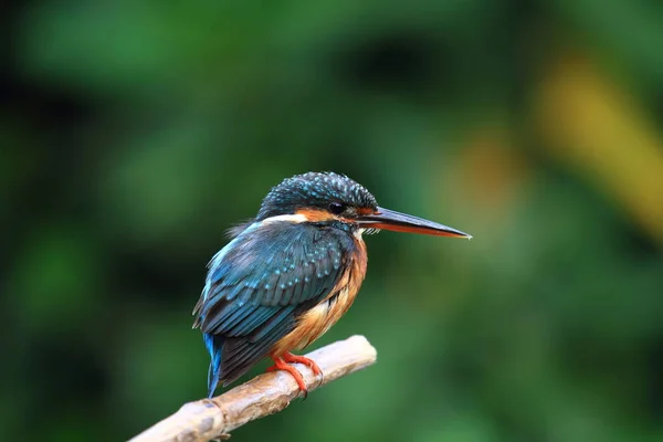 Genel Kingfisher (Alcedo at this) 