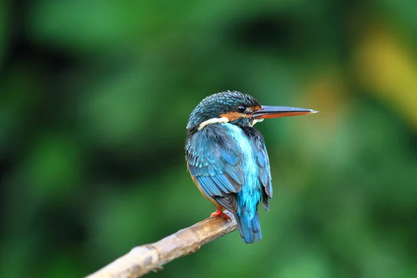 Genel Kingfisher (Alcedo at this) 