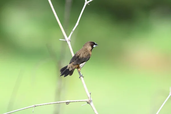 AK sokumlu munia