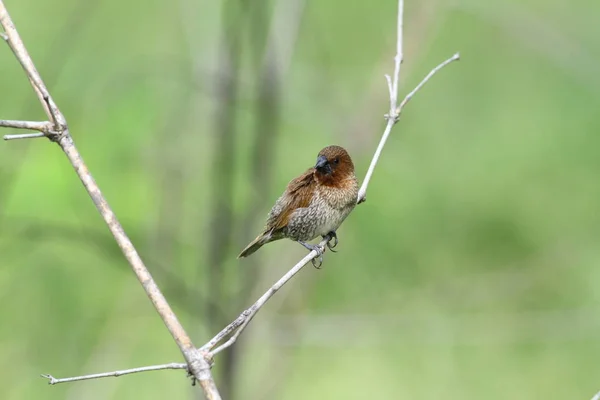 Scaly-breasted munia — Stock fotografie