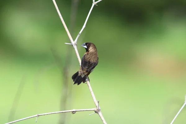 Munia de rabia blanca — Foto de Stock