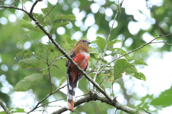 Kızıl saçlı trogon (kadın)