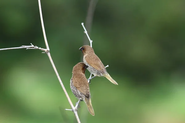 Geschubde-breasted munia — Stockfoto