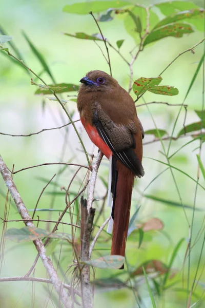 Kızıl saçlı trogon (kadın)