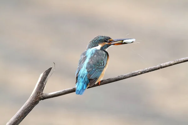 Genel Kingfisher (Alcedo at this)