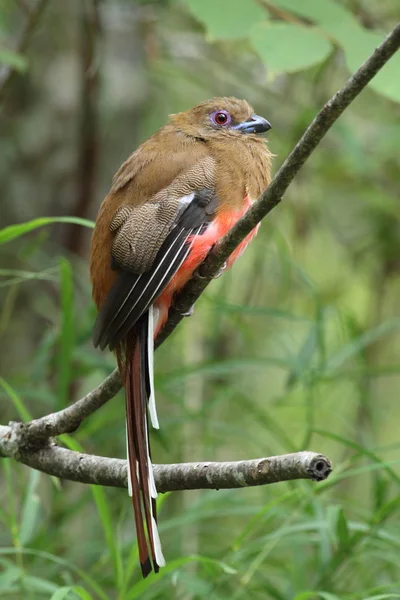 Red-headed trogon (kobieta) — Zdjęcie stockowe