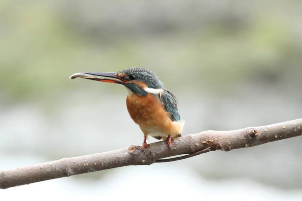 Genel Kingfisher (Alcedo at this)
