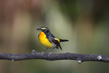 Nergis sinekkapan (ficedula narcissna)