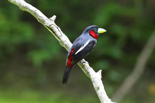 siyah ve kırmızı kılıç (cymbirhynchus macrorhynchos). 