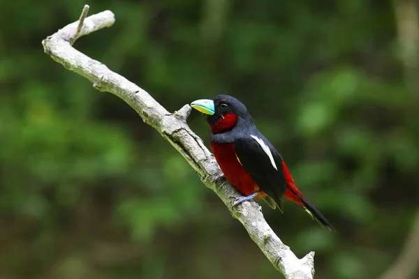 siyah ve kırmızı kılıç (cymbirhynchus macrorhynchos). 