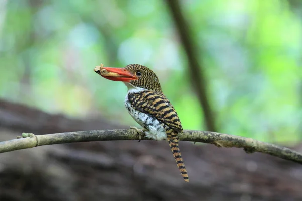 Naprzemienne Zimorodek (lacedo pulcella) — Zdjęcie stockowe