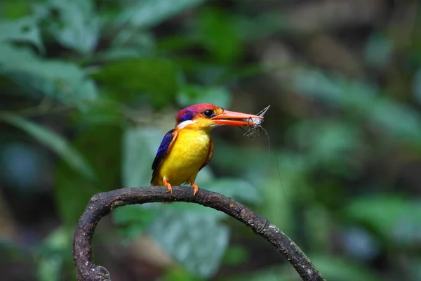 kara sırtlı (oryantal cüce kingfisher) ceyx erithacus