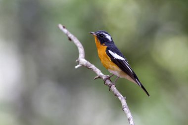 Mugimaki sinekkapan (Ficedula mugimaki)