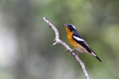 Mugimaki sinekkapan (Ficedula mugimaki)