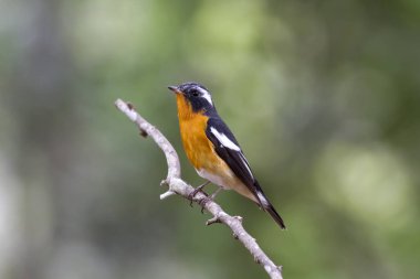 Mugimaki sinekkapan (Ficedula mugimaki) 