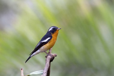 Mugimaki sinekkapan (Ficedula mugimaki) 