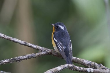 Mugimaki sinekkapan (Ficedula mugimaki) 