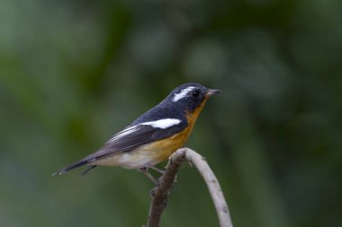 Mugimaki sinekkapan (Ficedula mugimaki) 