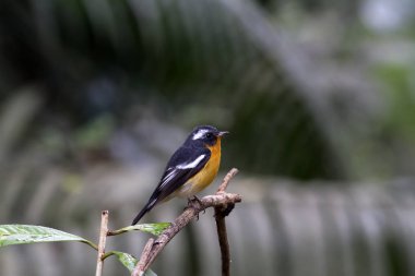 Mugimaki sinekkapan (Ficedula mugimaki) 