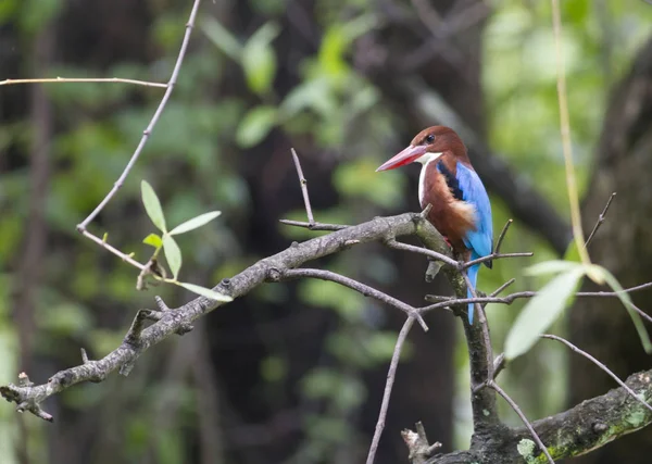 Beyaz boğazlı kingfisher