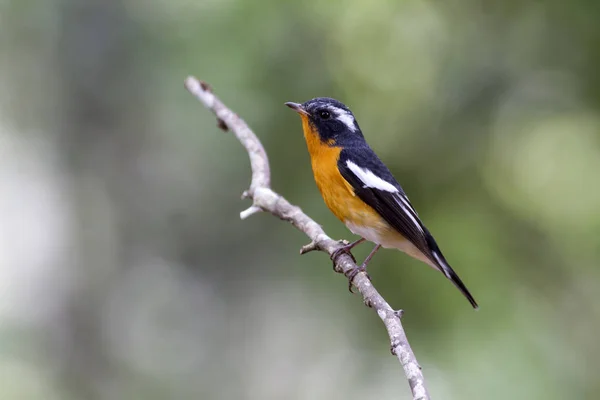 Mugimaki flycatcher (Ficedula mugimaki) — Zdjęcie stockowe