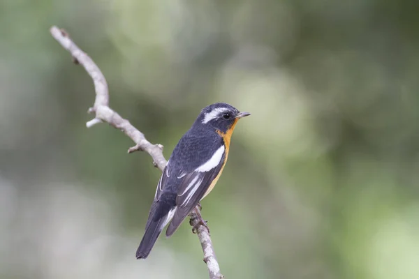 Mugimaki sinekkapan (Ficedula mugimaki)