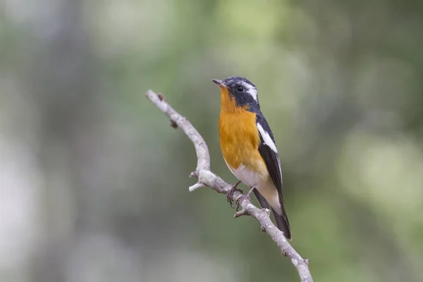 Mugimaki flycatcher (Ficedula mugimaki) — Zdjęcie stockowe