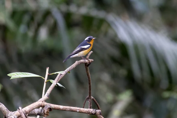 Mugimaki flycatcher (Ficedula mugimaki) — Zdjęcie stockowe