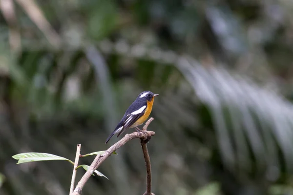 Mugimaki flycatcher (Ficedula mugimaki) — Stock fotografie