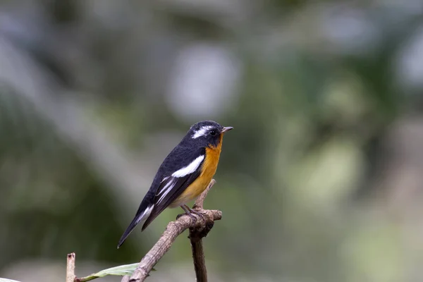 Mugimaki sinekkapan (Ficedula mugimaki) 