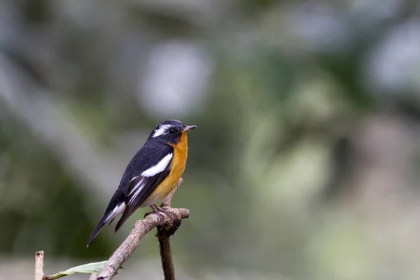 Mugimaki sinekkapan (Ficedula mugimaki) 