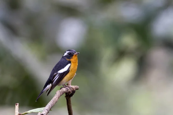 Mugimaki sinekkapan (Ficedula mugimaki) 