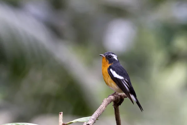Mugimaki sinekkapan (Ficedula mugimaki) 
