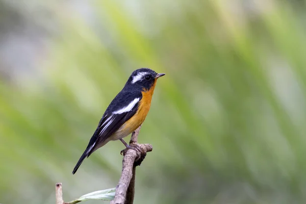 Mugimaki sinekkapan (Ficedula mugimaki) 