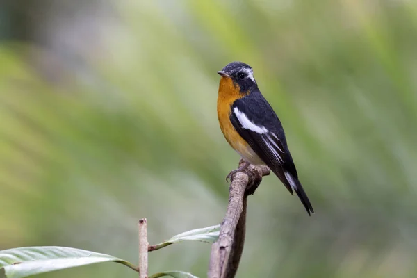 Mugimaki sinekkapan (Ficedula mugimaki) 