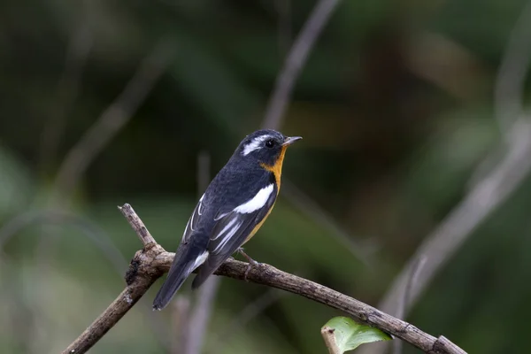 Mugimaki sinekkapan (Ficedula mugimaki) 