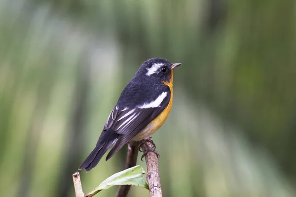 Mugimaki sinekkapan (Ficedula mugimaki) 