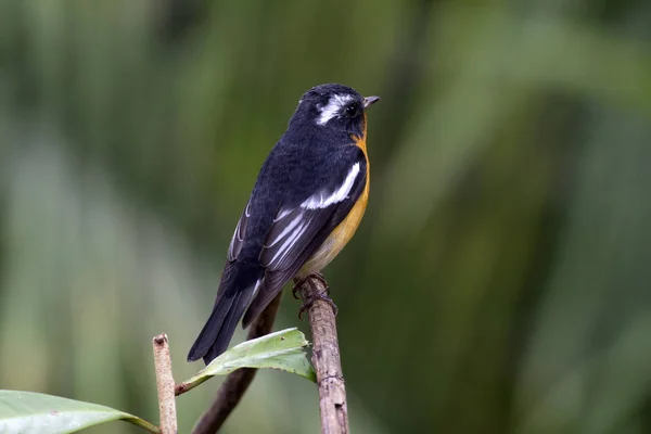Mugimaki sinekkapan (Ficedula mugimaki) 