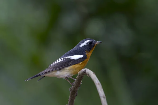 Mugimaki sinekkapan (Ficedula mugimaki) 