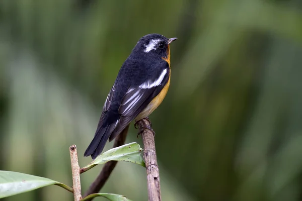 Mugimaki sinekkapan (Ficedula mugimaki) 