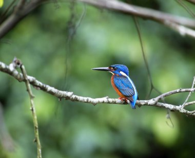 Mavi kulaklı yalıçapkını (alcedo meninting) 