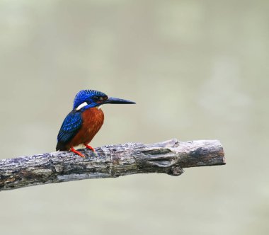 Mavi kulaklı yalıçapkını (alcedo meninting) 