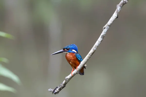 Голубоухий Kingfisher (Alcedo meninting ) — стоковое фото